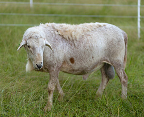 Naklejka na ściany i meble Rotationally grazed Katahdin sheep ram