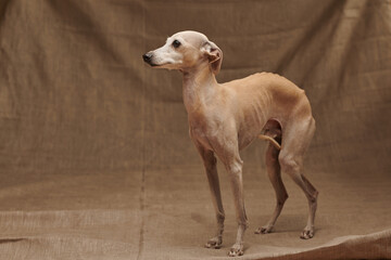 Obraz na płótnie Canvas Portrait of Italian Greyhound male dog posing isolated on beige studio background