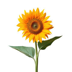 Isolated sunflower against transparent background
