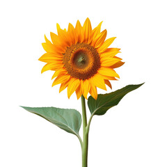 Obraz premium Isolated sunflower against transparent background