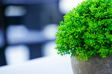 Tabletop for your product with a green flower and beautiful plants as an interior decoration.