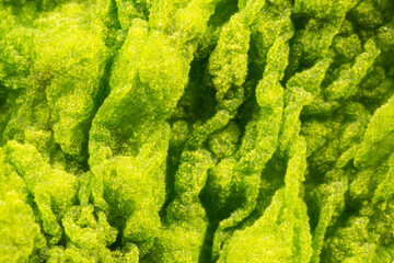 Cyanobacteria, Cyanobacteriota or Cyanophyta a layer on the water surface, water pollution,  micro...