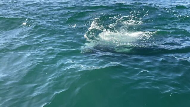 Gray whale floated to ocean surface in Laguna Ojo de Liebre, Guerrero Negro, Baja California Sur, Mexico
