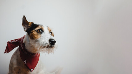 Ein Hund der sein Futter fängt, professionelles Bild mit viel freier Fläche