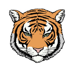 Portrait of Tiger. Hand-drawn illustration. Vector