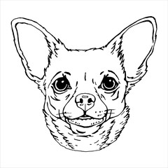 Portrait of Chihuahua. Hand-drawn illustration. Vector