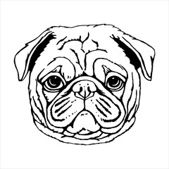 Portrait of Pug Dog. Hand-drawn illustration. Vector