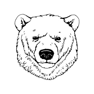 Portrait of  Polar Bear. Hand-drawn illustration. Vector