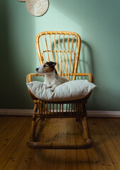 Professionelle Hundefotografie, ästhetisches Bild von einem Hund der auf einem Stuhl sitzt und aus...