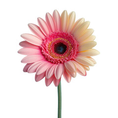 Gerbera bloom