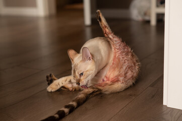 The cat has just given birth. Washes. The whole side is covered in blood