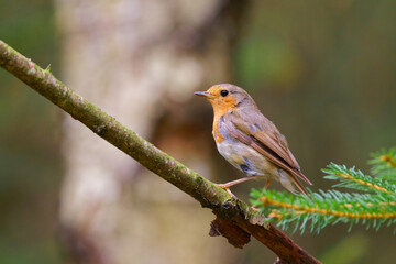 Robin on a branch against a faint forest background