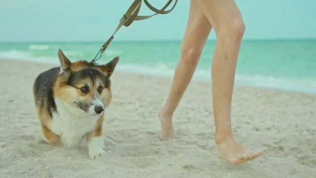 funny dog welsh corgi running with master on sandy beach along sea shore