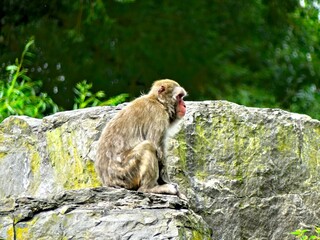 Pairi Daiza Zoo, Belgium - July 2023 - Magnificent various animals (elk, bear, wolf, monkey, etc.).