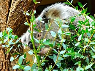 Pairi Daiza Zoo, Belgium - July 2023 - Magnificent koala