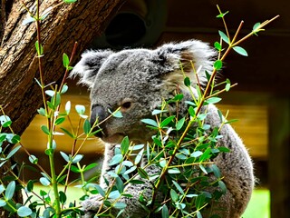 Pairi Daiza Zoo, Belgium - July 2023 - Magnificent koala © Dimitri