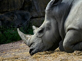 Pairi Daiza Zoo, Belgium - July 2023 - Magnificent various animals (elk, bear, wolf, monkey, etc.).