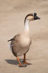 Selective focus on swan goose.Swan goose is on brown background.