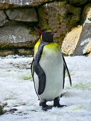 Pairi Daiza Zoo, Belgium - July 2023 - Magnificent penguin	
