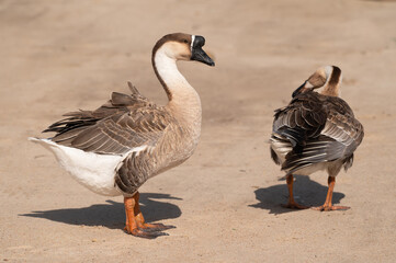 Selective focus on swan goose.Swan goose is on brown background.