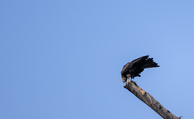 Black Kite (Milvus migrans) eagle bird perching on tree branch.