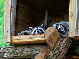 Pairi Daiza Zoo, Belgium - July 2023 - Magnificent racoon
