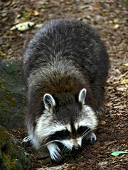 Pairi Daiza Zoo, Belgium - July 2023 - Magnificent racoon
