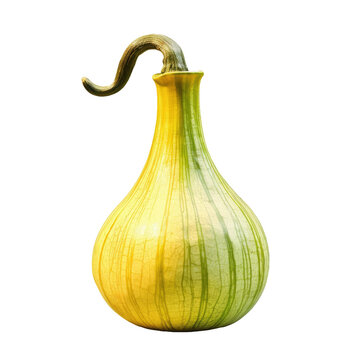 Calabash gourd vegetable in Nepal