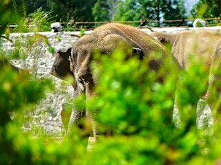 Pairi Daiza Zoo, Belgium - July 2023 - Magnificent African elephant	