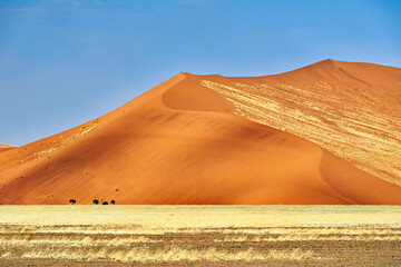 Fototapeta na wymiar Namibia. Sand dunes and oysters at Sossusvlei. Namib Naukluft National Park