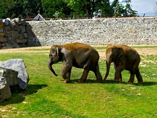 Pairi Daiza Zoo, Belgium - July 2023 - Magnificent African elephant	