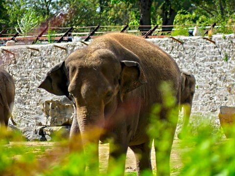 Pairi Daiza Zoo, Belgium - July 2023 - Magnificent African elephant	