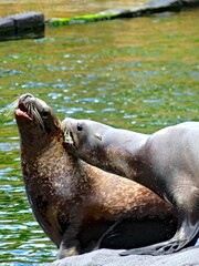 Pairi Daiza Zoo, Belgium - July 2023 - Magnificent various animals (elk, bear, wolf, monkey, etc.).