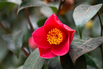 Blossom of camelia japonica, Uso Otome variety, lpetal camellia, japanese camellia.