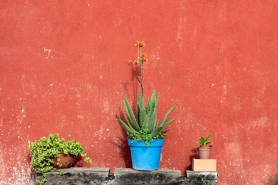 postal de exterior decorado con macetas.