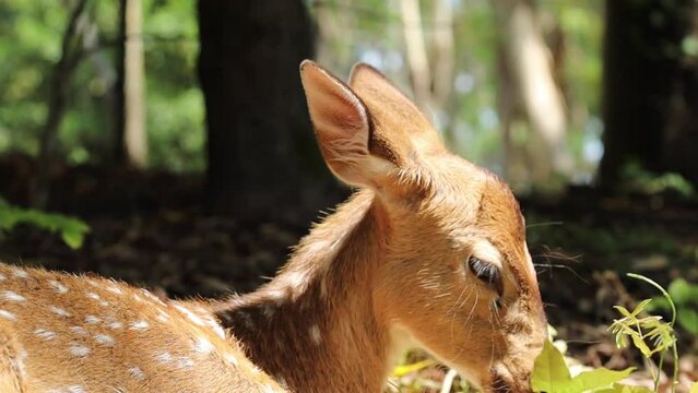 Baby spotted deer resting in the forest on sunny day close up portrait