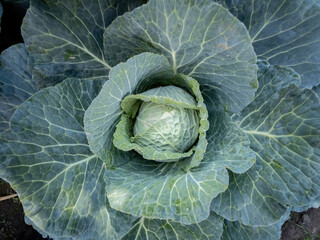 Obraz premium Growing cabbage detail