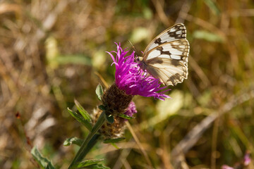 Melanargia butterfly perched on a lilac wild flower in summer and blurred background 
