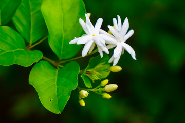 The sweet smelling white flowers are also called bel flower and star flower.