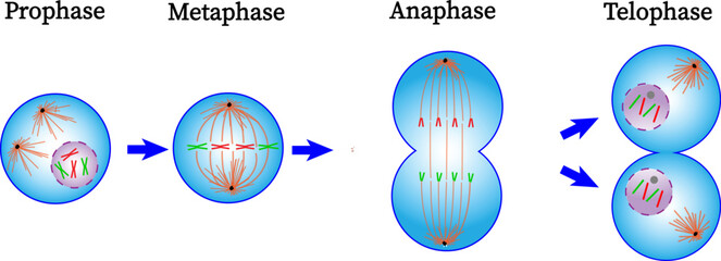  Mitosis phase diagram . Prophase, Metaphase, Anaphase and Telophase.Cell division.Vector illustration
