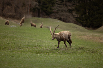 Steinbock in Graubünden Schweiz