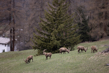 Obraz premium Steinbock in Graubünden Schweiz