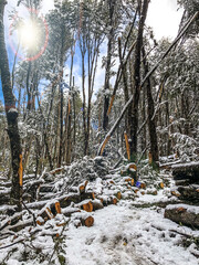 Snow Draped Trees Beneath the Sun