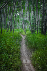 Bike trail through forest of aspen trees in Crested Butte Colorado in summer