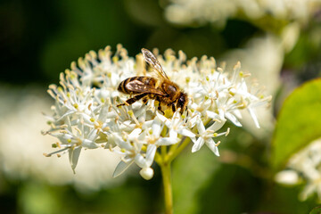 A honey bee collects pollen on a white flower. close macro