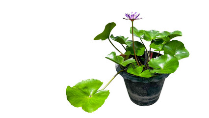 Isolated waterlily tree in black pot with clipping paths on white background