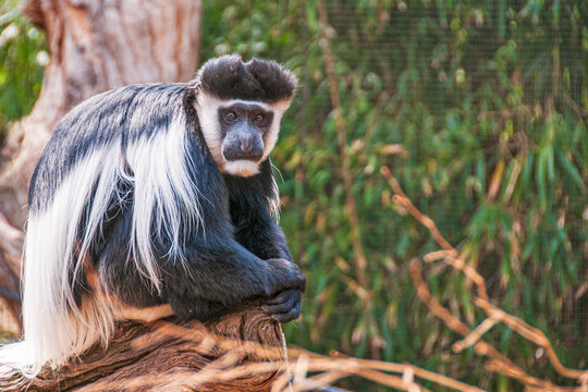 Colobus Monkey watching and posing