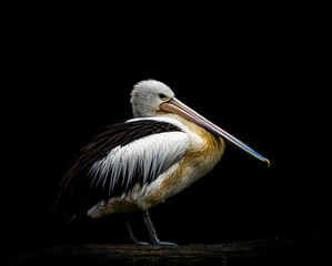 spectacled pelican