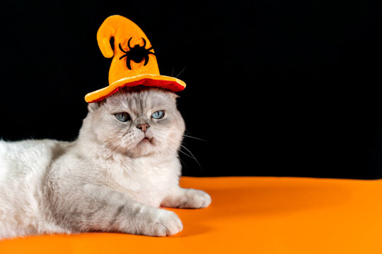 On a black-orange background, a disgruntled cat in a witch's hat with a displeased look.
