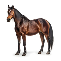 Obraz premium Horse isolated on white background